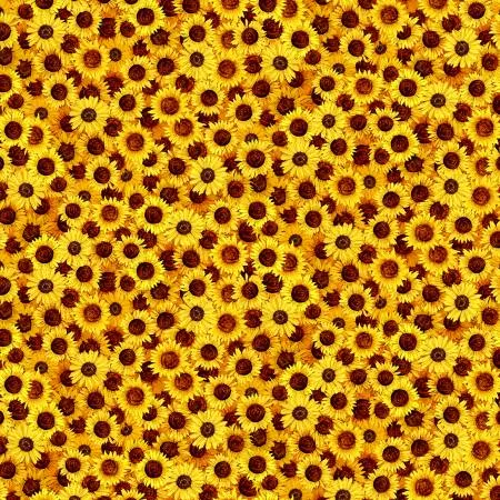 Yellow Packed Mini Sunflower Sunflower Symphony Timeless Treasurers